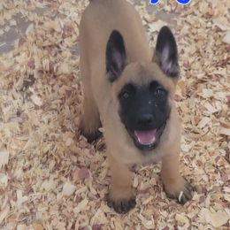 Boy 5 - Mahogany male Belgian Malinois puppy in Corpus Christi, Texas from Heavenly Firefly Belgian Malinois