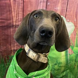 Frieda - Weimaraner