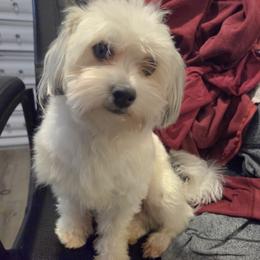 Havanese All Grown Up from Melissa Adams