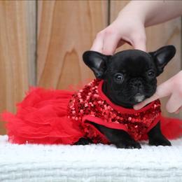 Melody - Brindle female French Bulldog puppy in Vancouver, Washington from Blackwell's American & French Bulldogs