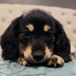 Daryl - Black and cream male Dachshund puppy in Altus, Oklahoma from Johnson Prairie Pups