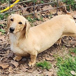 Goldie - Dachshund
