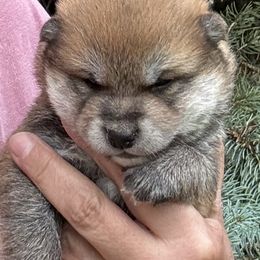 Boy 3 - Red male Shiba Inu puppy in Winthrop, Minnesota from Kayobi Shibas