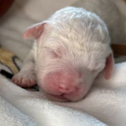 Luna - White female Lagotto Romagnolo puppy in Lubbock, Texas from Tesoro Riccio