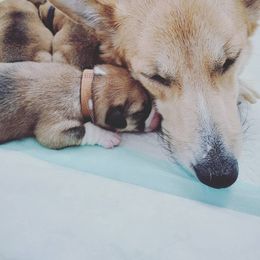 Pembroke Welsh Corgi Puppies from Milton Corgis