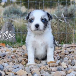 Australian Shepherd, Miniature American Shepherd, and Miniature Australian Shepherd Puppies from Painted Blue Aussies