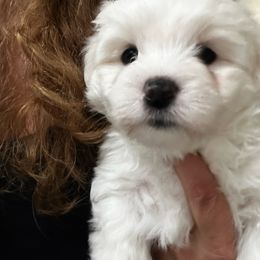 Boy 1 - White Coton de Tulear puppy in Fresno, California from Helmvine Cotons, Helmvinecotons.net