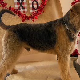 Solomon - Airedale Terrier