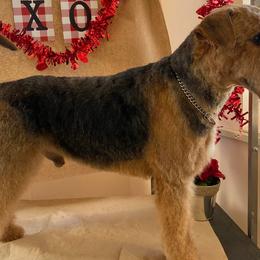 Solomon - Airedale Terrier