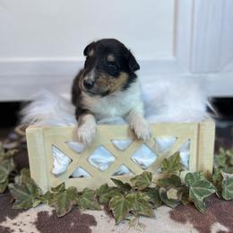 Johnathan - Black white and tan male Collie puppy in Chilhowie, Virginia from Jolly Collies