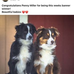 Miniature Australian Shepherd All Grown Up from Tincture of Thyme