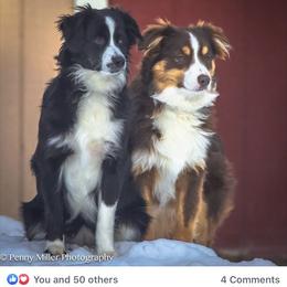Miniature Australian Shepherd All Grown Up from Tincture of Thyme