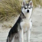 Tova - Alaskan Klee Kai