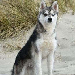 Tova - Alaskan Klee Kai