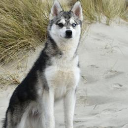 Tova - Alaskan Klee Kai