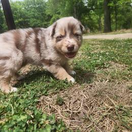 Camo Cargo - Red merle male Australian Shepherd puppy in Bumpass, Virginia from Glitterati Australian Shepherds