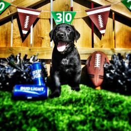 Labrador Retriever Puppies from Harrison's Lakeside Labradors