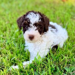Girl3 - Phantom female Poodle puppy in Liberty, Texas from Poodles and Doodles Most Excellent Adventures