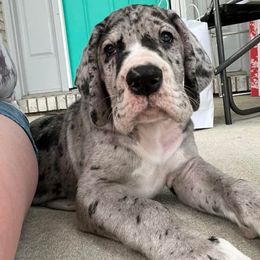 Great Danes from T3 Enchanted Forrest Danes