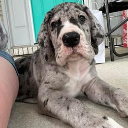 Great Danes from T3 Enchanted Forrest Danes