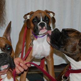 Boxer Puppies from Minstrel Boxers