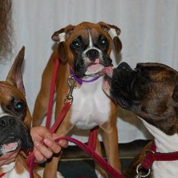 Boxer Puppies from Minstrel Boxers