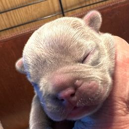 Boy 2 - Liver French Bulldog puppy in Thorp, Washington from PJG French Bulldogs