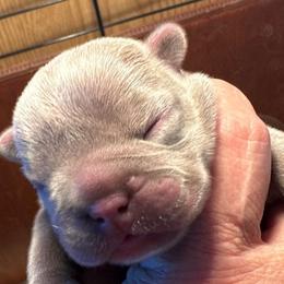Boy 2 - Liver French Bulldog puppy in Thorp, Washington from PJG French Bulldogs