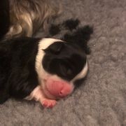 Lowchen Puppies from Dragonne Lowchen
