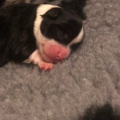 Lowchen Puppies from Dragonne Lowchen