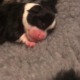 Lowchen Puppies from Dragonne Lowchen
