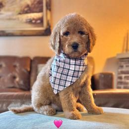 Peppermint Patty (Violet) - Red  female Goldendoodle puppy in Bay City, Texas from Charming Doods