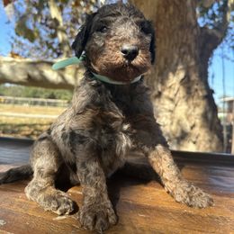 MAHALO - Phantom male Goldendoodle puppy in Fruitland Park, Florida from Mount Doodles
