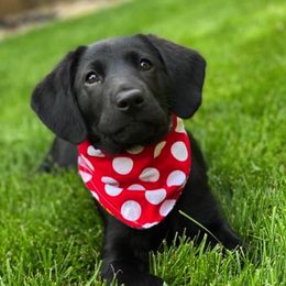 Labrador Retriever Puppies from Lone Star Texas Retrievers