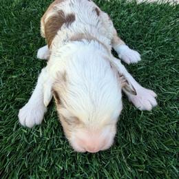 Eric - Brown merle male Aussiedoodle puppy in Bakersfield, California from Annie's Aussies