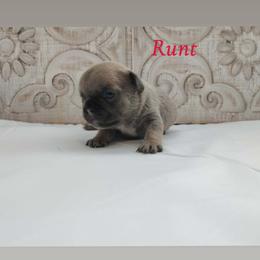 Runt - Fawn and white male French Bulldog puppy in Tariff, West Virginia from Frenchies WV