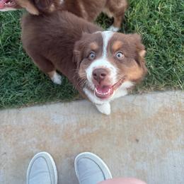 Snickers - Red tri male Miniature Australian Shepherd puppy in Weatherford, Texas from F & T Aussies