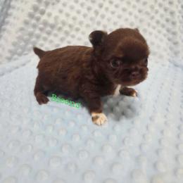 Chocolate and tan white mkgs boy - Chocolate and tan male Chihuahua puppy in Richmond, Virginia from Breens