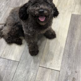 Raven - Cockapoo