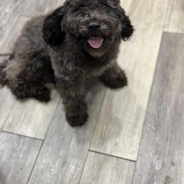 Raven - Cockapoo