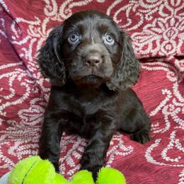 Chet - Chocolate male Boykin Spaniel puppy in Van Buren, Arkansas from Arklahoma Boykins