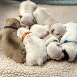 French Bulldog puppies from White Hippo Frenchies
