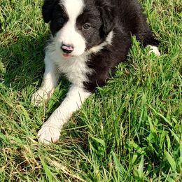 Border Collie Puppies from Bond Border Collies