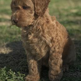 Labradoodle Puppies from I Love U Back Labradoodles
