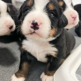Bernedoodle and Bernese Mountain Dog Puppies from MI Doodles