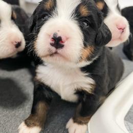 Bernedoodle and Bernese Mountain Dog Puppies from MI Doodles