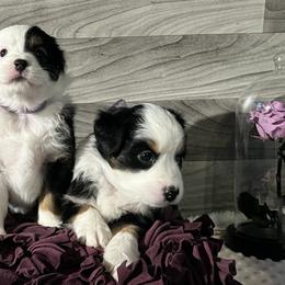 Australian Shepherds from Heart2Heart Pups LLC