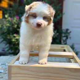 RMM - Red merle male Australian Shepherd puppy in Lakeside, Montana from Saddle Peak Aussies