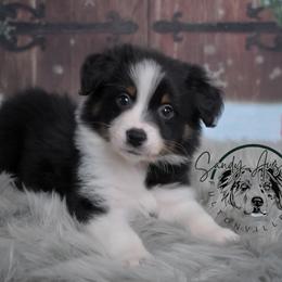 Zayken - Black tri-color male Australian Shepherd puppy in Fultonville, New York from Sandy Aussies & Pomeranians