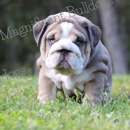 Bulldog Puppies from Magnificent Bulldogs